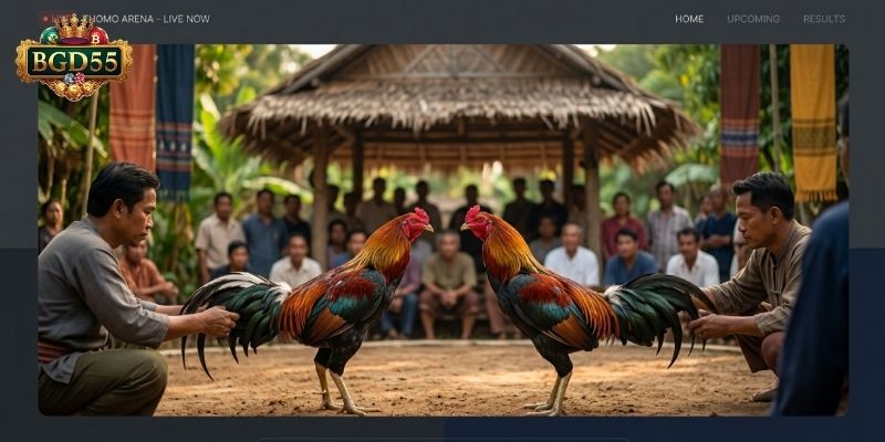 সরাসরি থোমো মোরগ লড়াই BGD55 সিস্টেমের সম্পূর্ণ ডিজিটাল গাইড